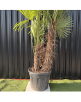 Palmier Trachycarpus Fortunei Multi Troncs, H.220 cm