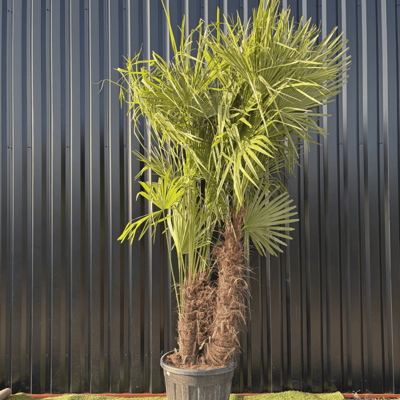 Palmier Trachycarpus Fortunei Multi Troncs, H.220 cm