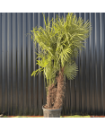 Palmier Trachycarpus Fortunei Multi Troncs, H.220 cm