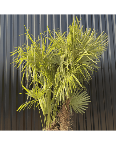 Palmier Trachycarpus Fortunei Multi Troncs, H.220 cm