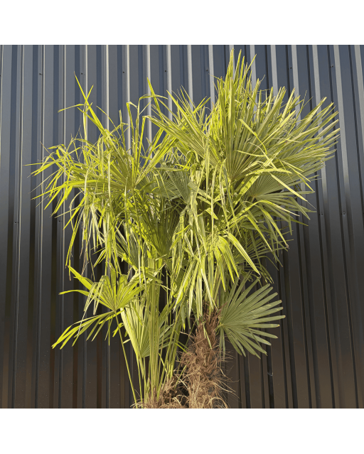 Palmier Trachycarpus Fortunei Multi Troncs, H.220 cm
