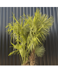 Palmier Trachycarpus Fortunei Multi Troncs, H.220 cm