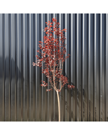 Cerisier du Japon Prunus Cerasifera Pissardii Hauteur 240 cm