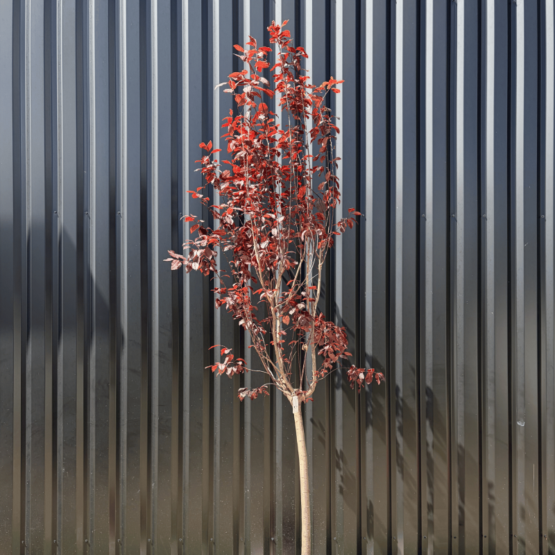 Cerisier du Japon Prunus Cerasifera Pissardii Hauteur 240 cm