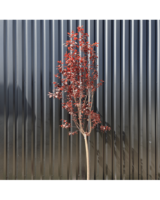 Cerisier du Japon Prunus Cerasifera Pissardii Hauteur 240 cm