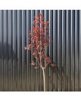 Cerisier du Japon Prunus Cerasifera Pissardii Hauteur 240 cm
