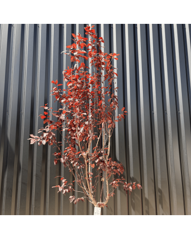 Cerisier du Japon Prunus Cerasifera Pissardii Hauteur 240 cm