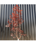 Cerisier du Japon Prunus Cerasifera Pissardii Hauteur 240 cm