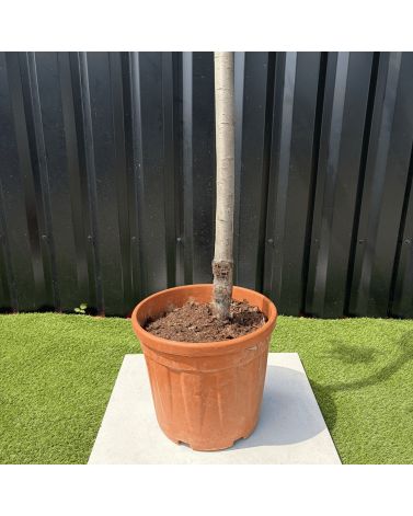 Cerisier du Japon Prunus Cerasifera Pissardii Hauteur 240 cm