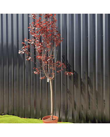 Cerisier du Japon Prunus Cerasifera Pissardii Hauteur 240 cm