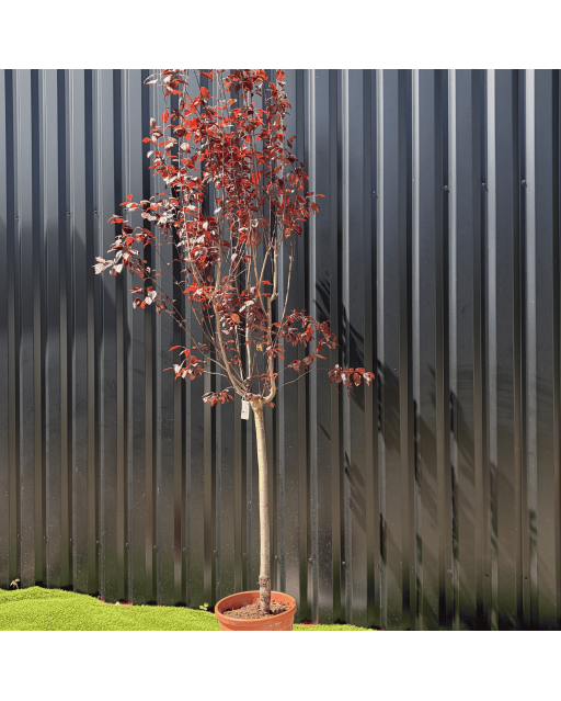 Cerisier du Japon Prunus Cerasifera Pissardii Hauteur 240 cm