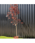 Cerisier du Japon Prunus Cerasifera Pissardii Hauteur 240 cm