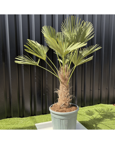 Palmier Trachycarpus Wagnerianus Tronc de 30/40 cm, H.120 cm