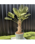 Palmier Trachycarpus Wagnerianus Tronc de 30/40 cm, H.120 cm