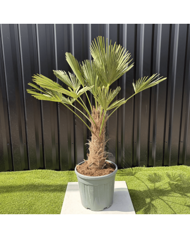 Palmier Trachycarpus Wagnerianus Tronc de 30/40 cm, H.120 cm