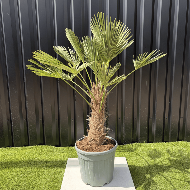 Palmier Trachycarpus Wagnerianus Tronc de 30/40 cm, H.120 cm