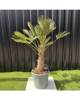 Palmier Trachycarpus Wagnerianus Tronc de 30/40 cm, H.120 cm