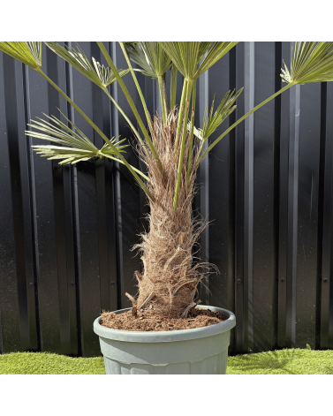 Palmier Trachycarpus Wagnerianus Tronc de 30/40 cm, H.120 cm