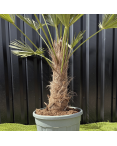 Palmier Trachycarpus Wagnerianus Tronc de 30/40 cm, H.120 cm