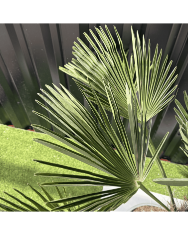 Palmier Trachycarpus Wagnerianus Tronc de 30/40 cm, H.120 cm