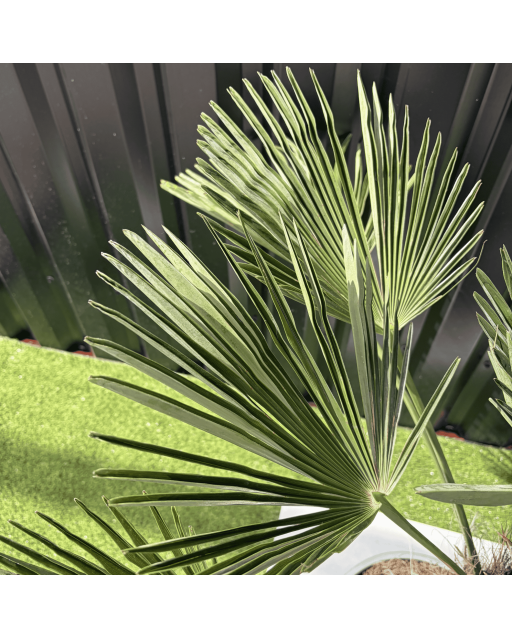 Palmier Trachycarpus Wagnerianus Tronc de 30/40 cm, H.120 cm