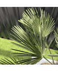 Palmier Trachycarpus Wagnerianus Tronc de 30/40 cm, H.120 cm