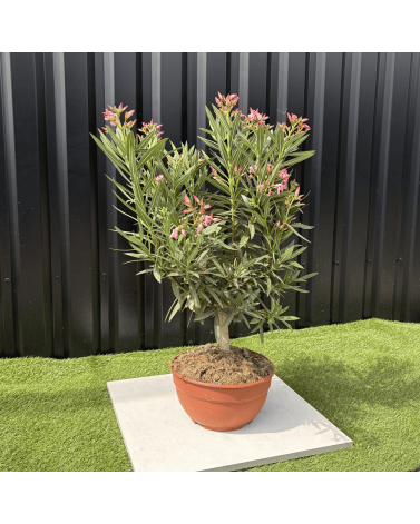 Laurier Rose Coupe sur Tige Nerium Oleander Hauteur 70/90 cm