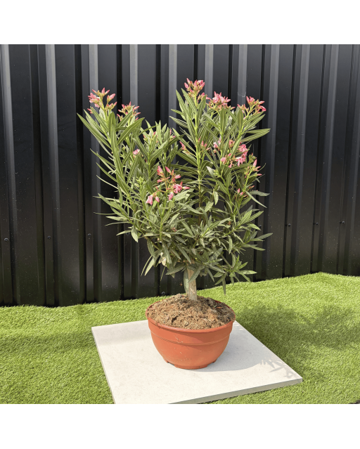 Laurier Rose Coupe sur Tige Nerium Oleander Hauteur 70/90 cm
