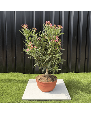Laurier Rose Coupe sur Tige Nerium Oleander Hauteur 70/90 cm