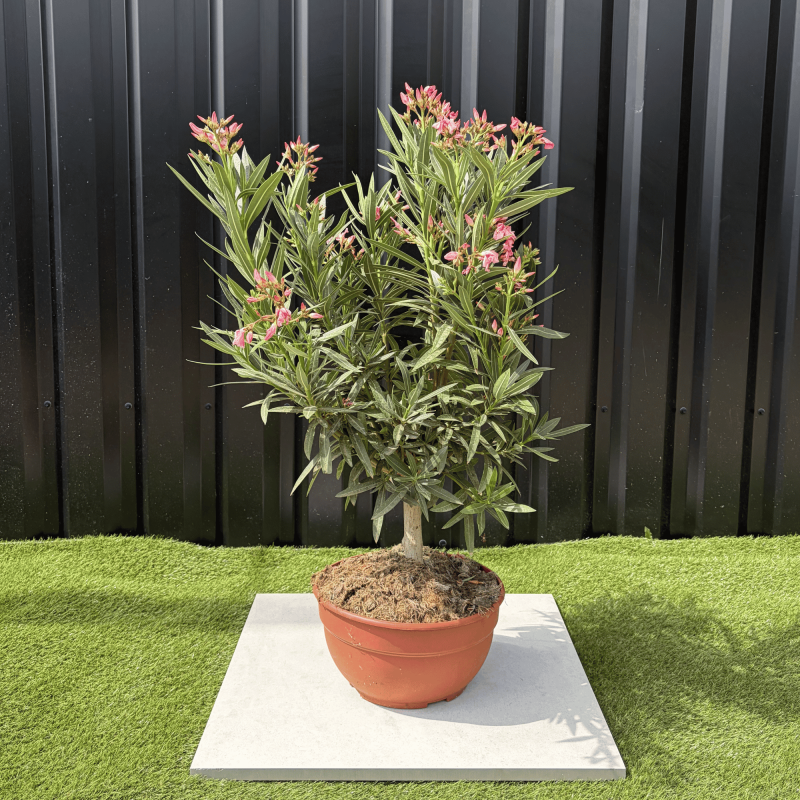 Laurier Rose Coupe sur Tige Nerium Oleander Hauteur 70/90 cm