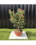Laurier Rose Coupe sur Tige Nerium Oleander Hauteur 70/90 cm