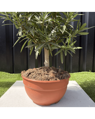 Laurier Rose Coupe sur Tige Nerium Oleander Hauteur 70/90 cm
