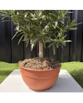 Laurier Rose Coupe sur Tige Nerium Oleander Hauteur 70/90 cm