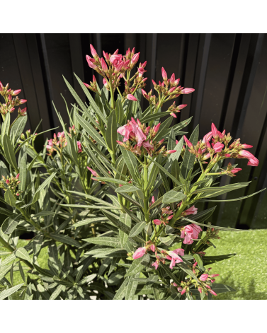 Laurier Rose Coupe sur Tige Nerium Oleander Hauteur 70/90 cm