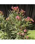 Laurier Rose Coupe sur Tige Nerium Oleander Hauteur 70/90 cm