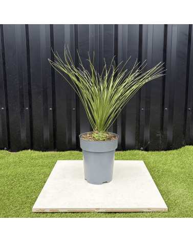 Dasylirion Longissimum Hauteur 70 cm