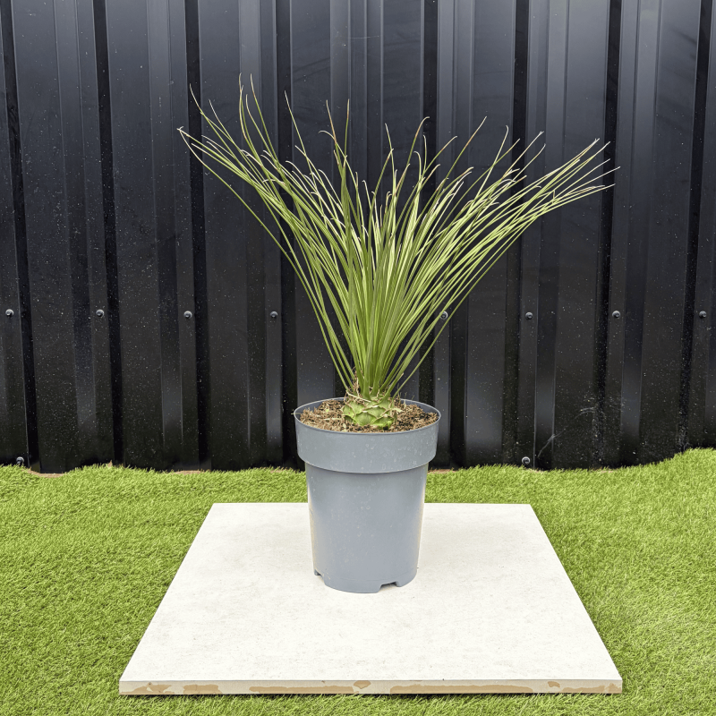 Dasylirion Longissimum Hauteur 70 cm