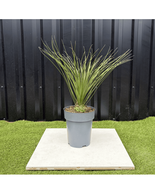 Dasylirion Longissimum Hauteur 70 cm