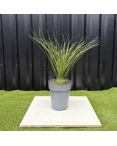 Dasylirion Longissimum Hauteur 70 cm
