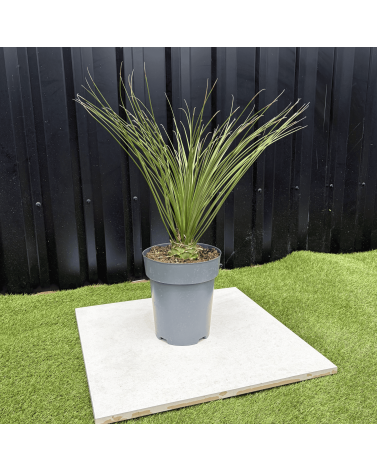 Dasylirion Longissimum Hauteur 70 cm