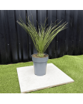 Dasylirion Longissimum Hauteur 70 cm