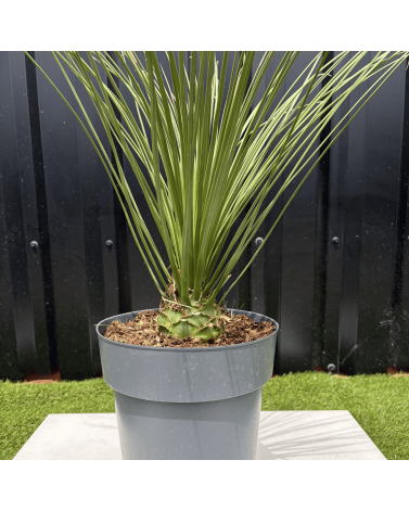Dasylirion Longissimum Hauteur 70 cm