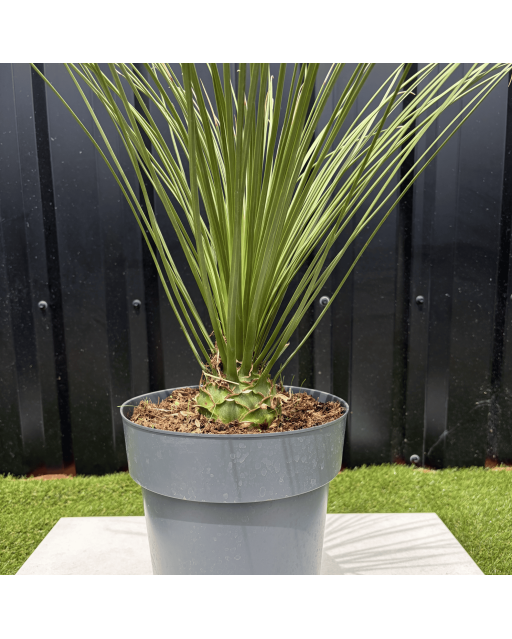 Dasylirion Longissimum Hauteur 70 cm
