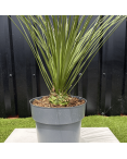 Dasylirion Longissimum Hauteur 70 cm