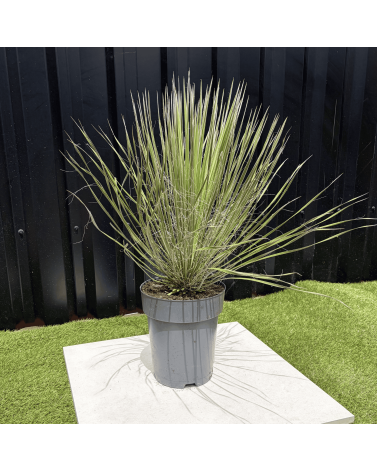 Yucca Elata Hauteur 60 cm
