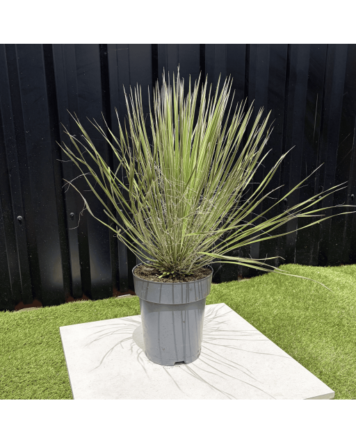 Yucca Elata Hauteur 60 cm