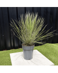 Yucca Elata Hauteur 60 cm