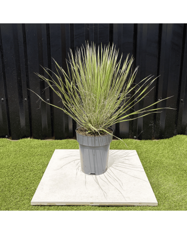 Yucca Elata Hauteur 60 cm