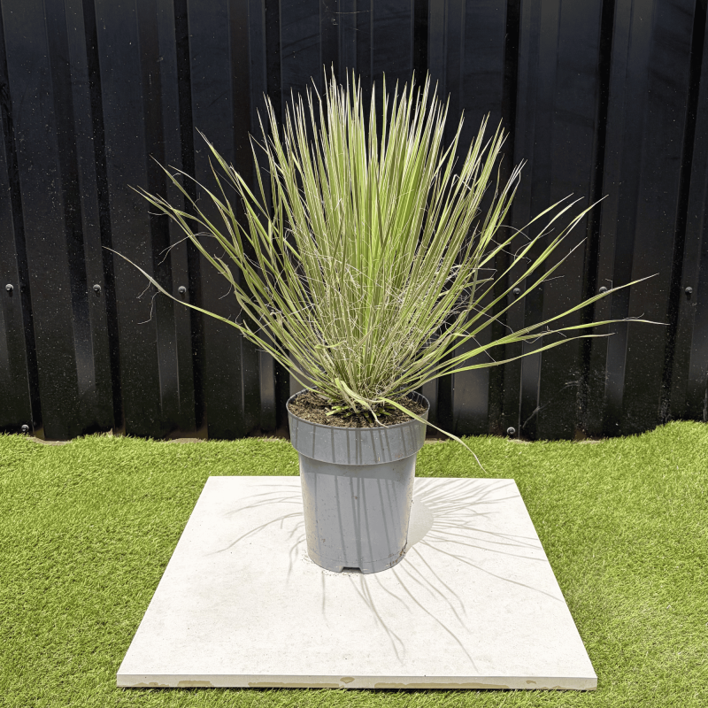 Yucca Elata Hauteur 60 cm
