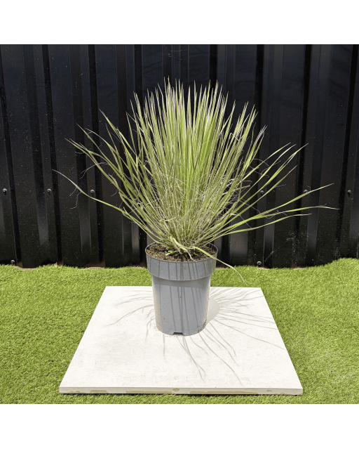 Yucca Elata Hauteur 60 cm